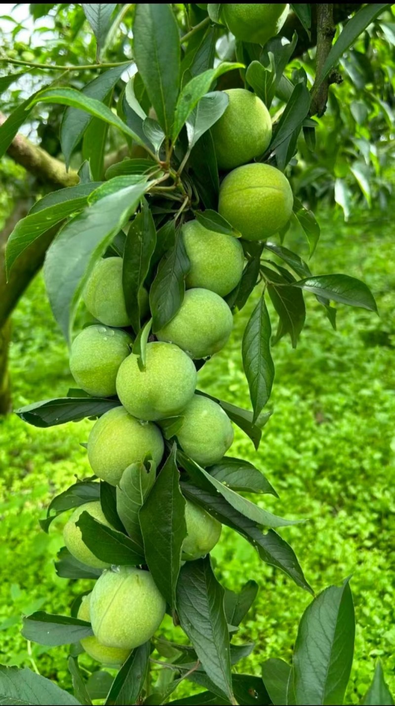 大量青翠李上市了，可代办代发（青翠李红翠李）