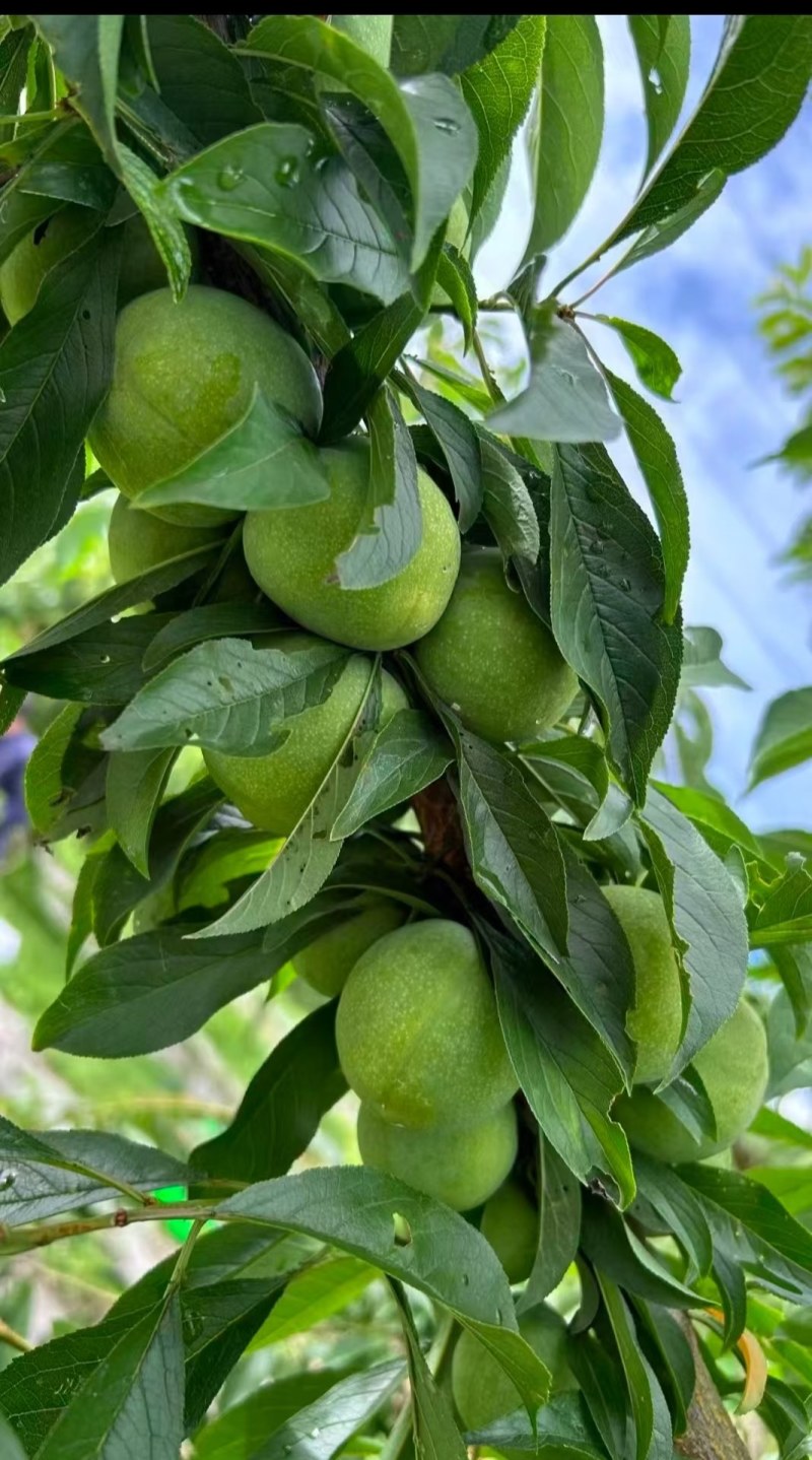 大量青翠李上市了，可代办代发（青翠李红翠李）