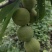 大量青翠李上市了，可代办代发（青翠李红翠李）