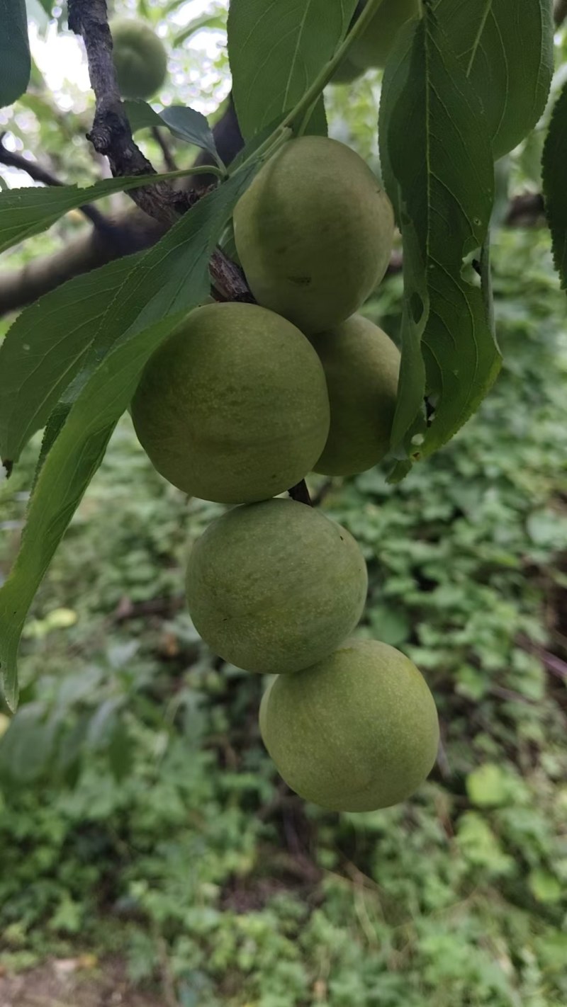 大量青翠李上市了，可代办代发（青翠李红翠李）