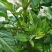 野生鬼针草/鲜货大约2吨鲜货卖完为止/欢迎来电咨询合作