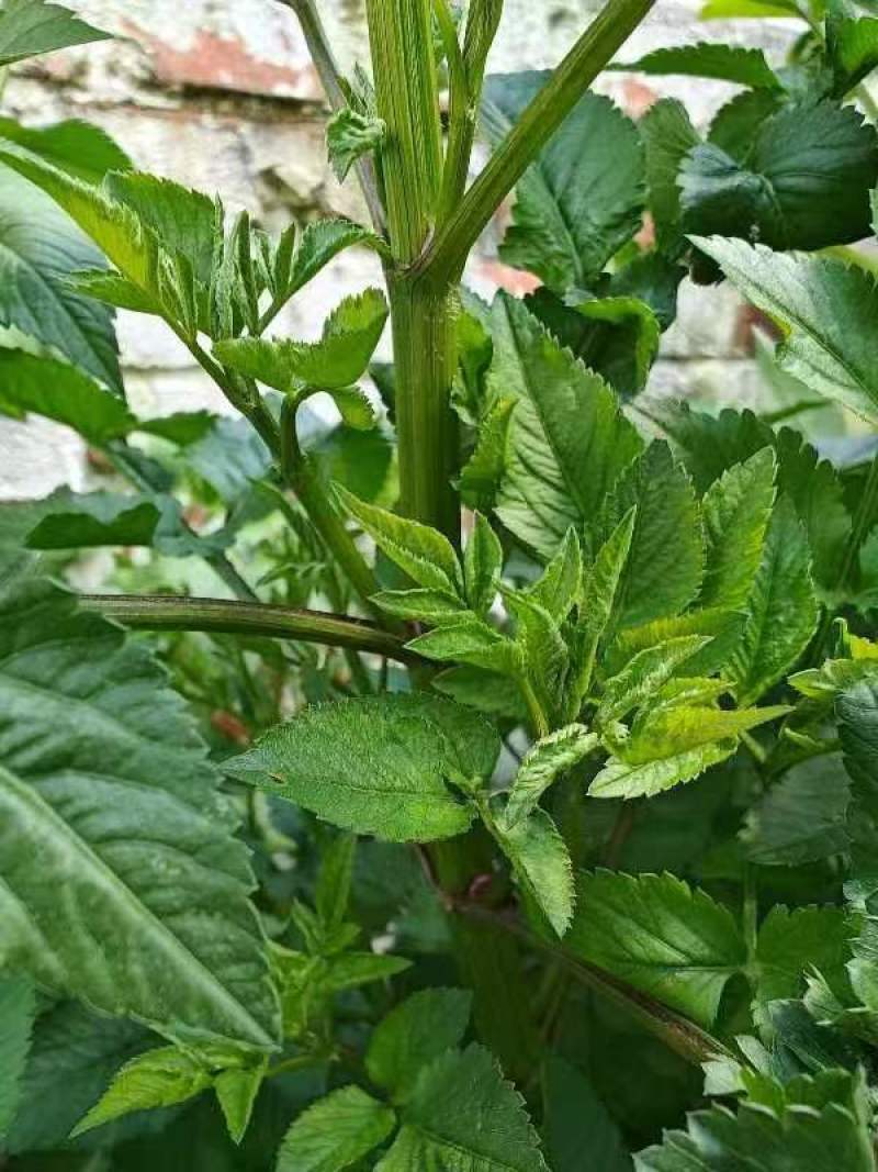 野生鬼针草/鲜货大约2吨鲜货卖完为止/欢迎来电咨询合作