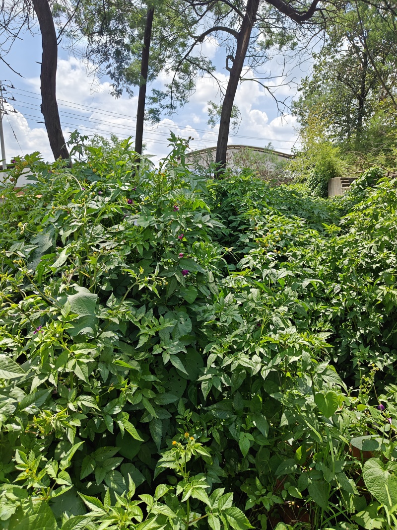 野生鬼针草/鲜货大约2吨鲜货卖完为止/欢迎来电咨询合作