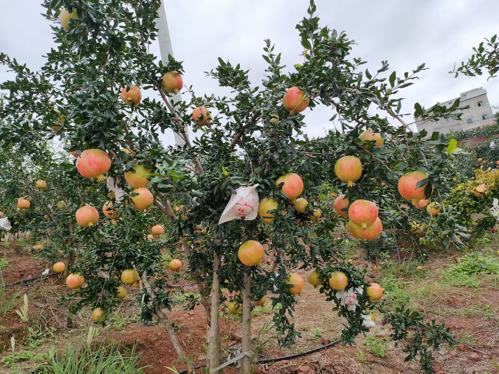 一颗成熟的突尼斯软籽石榴,果皮呈粉红色至浅褐色,表面光滑有光泽,顶部花萼完整未脱落,果实形状为标准的圆球形,部分区域可见轻微棱线,整体呈现出自然成熟的健康状态 软籽石榴特写