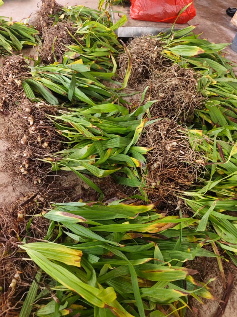 紫花中宽叶三叉白芨苗