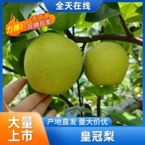 【精品】河北皇冠梨大量上市，新鲜采摘，产地直发，一手货源