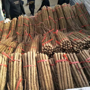 精品铁棍山药水洗网袋货产地直发按需包装量大优惠