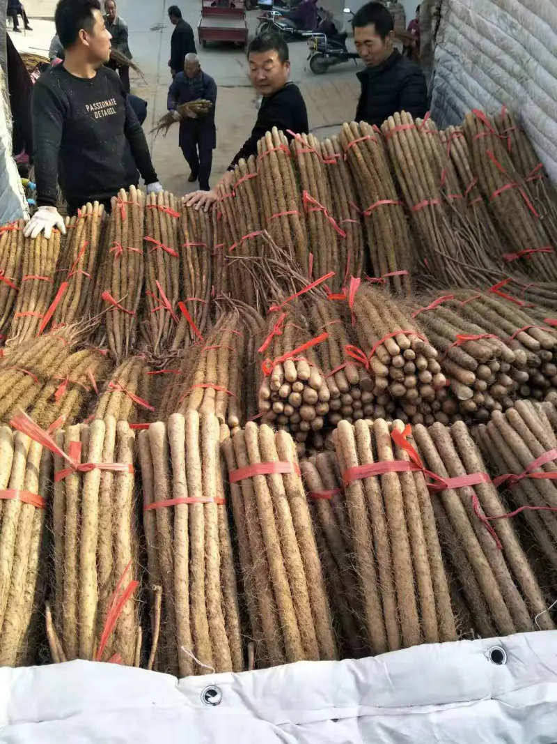 精品铁棍山药水洗网袋货产地直发按需包装量大优惠