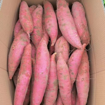 西瓜红，红薯大量供应有需要的朋友联系质量好价格实惠
