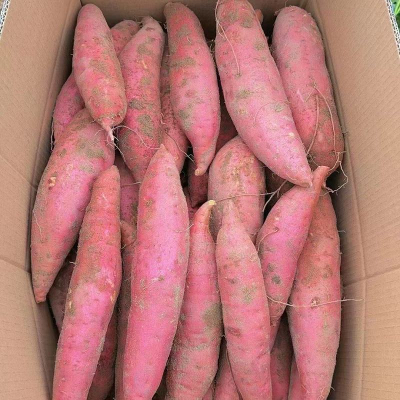 西瓜红，红薯大量供应有需要的朋友联系质量好价格实惠
