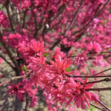 10公分菊花碧桃