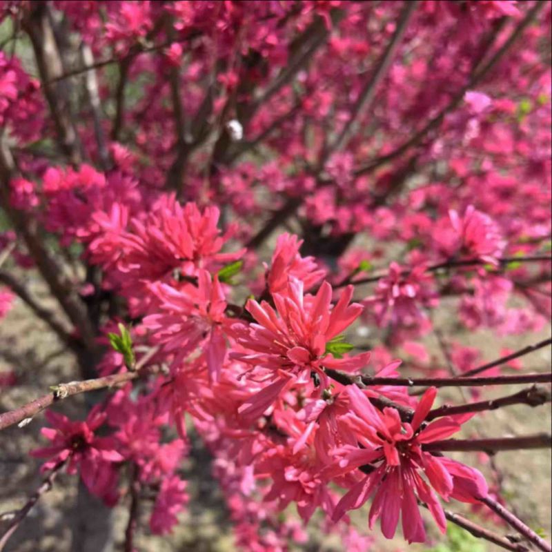 10公分菊花碧桃