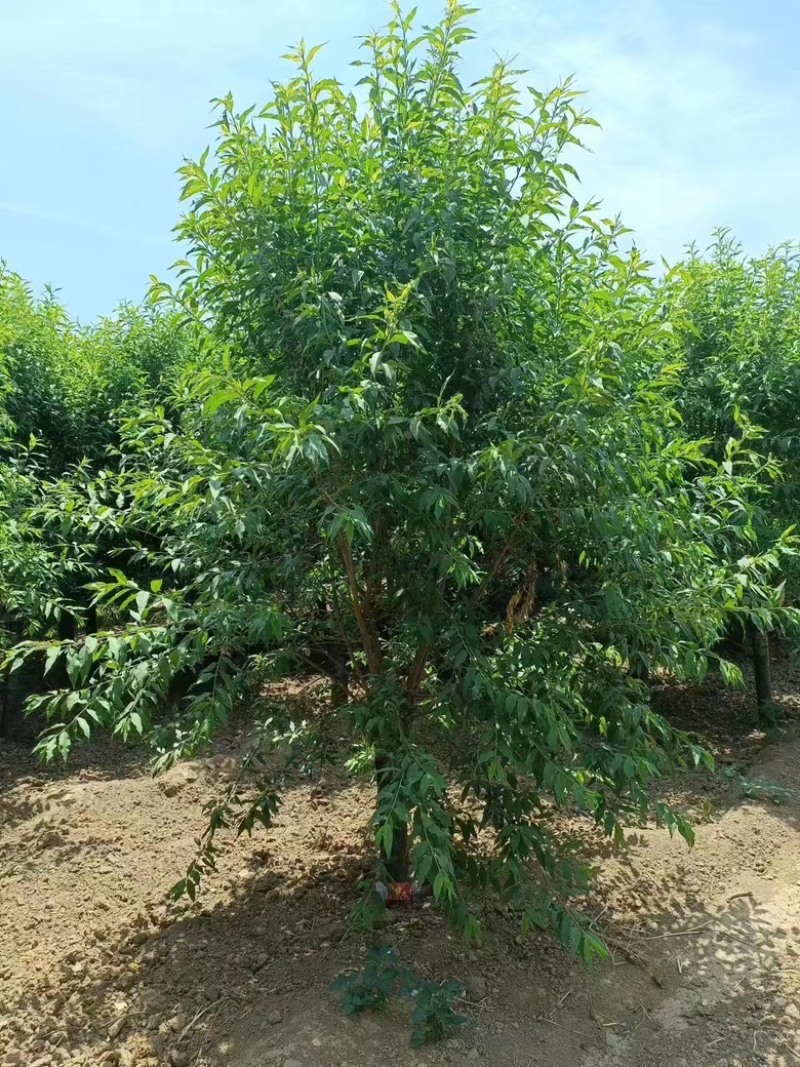 10公分菊花碧桃