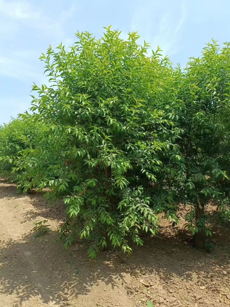 10公分菊花碧桃