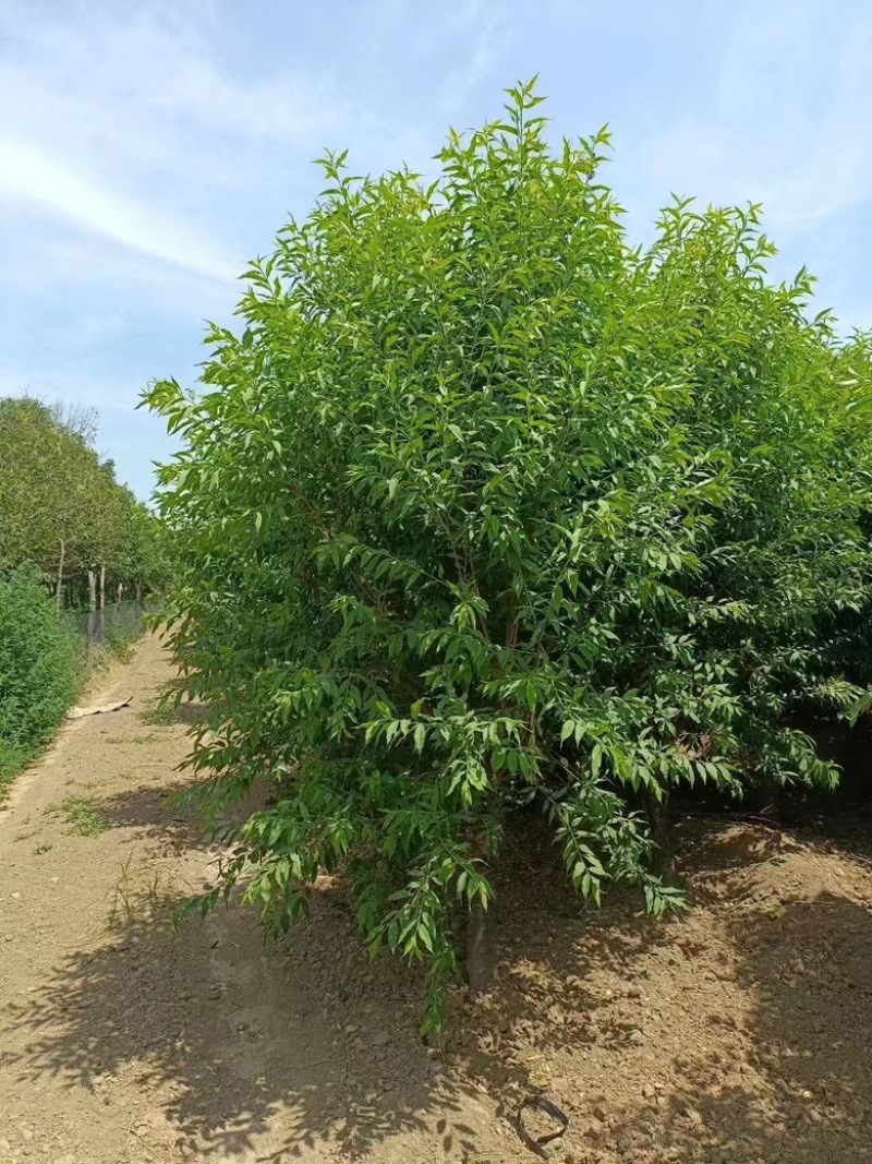 10公分菊花碧桃