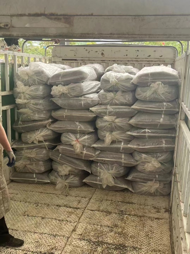 干豆角脱水长豆角基地供应全国直发量大质优欢迎采购