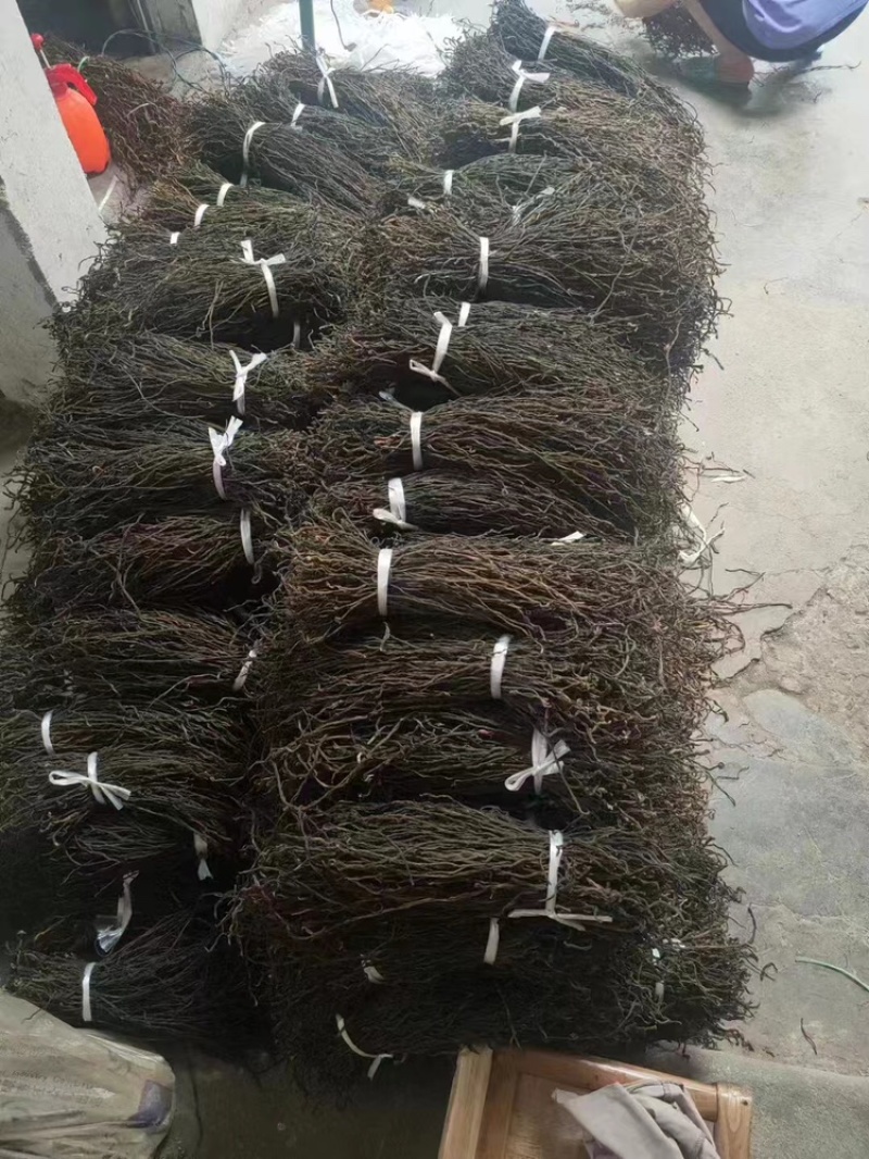 干豆角脱水长豆角基地供应全国直发量大质优欢迎采购