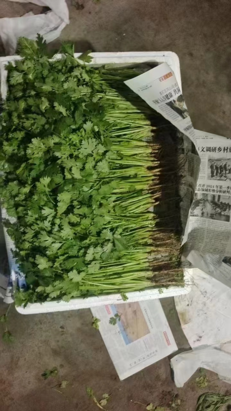 河北大叶香菜品质保障产地直发诚信经营实力货发全国