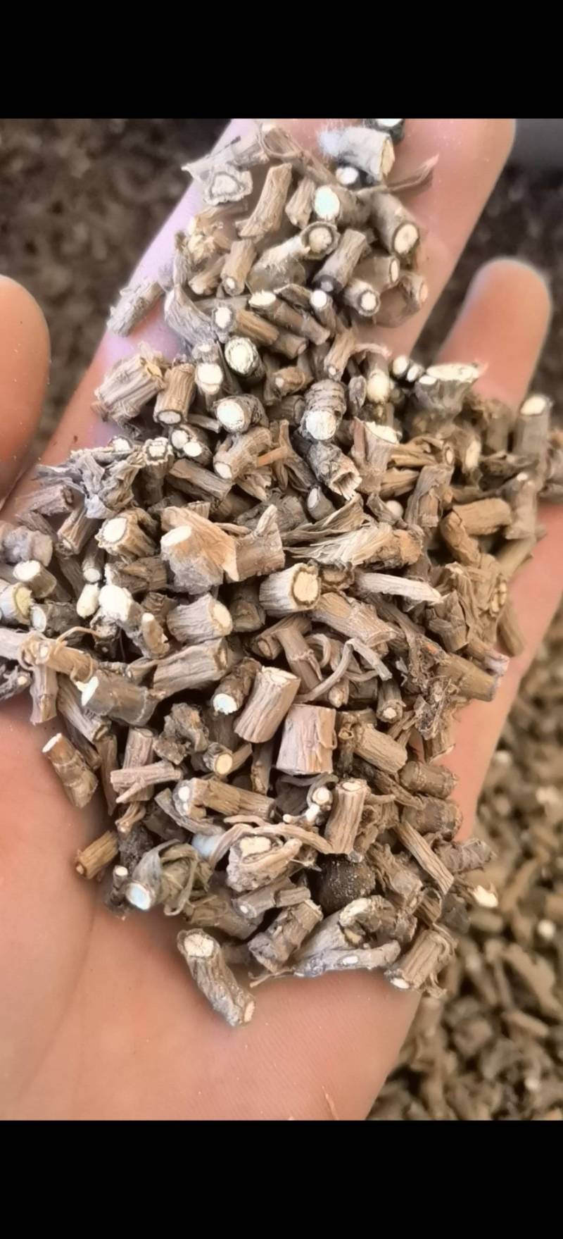 柴胡过0.3筛批发零售各种规格中药材1000g起批