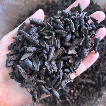 傲宇药材醋香附，香附片，诚信经营，欢迎咨询