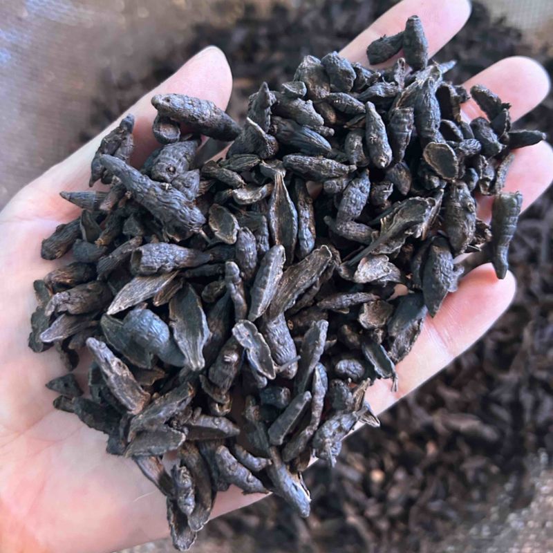 傲宇药材醋香附，香附片，诚信经营，欢迎咨询