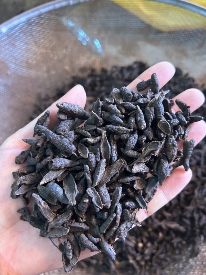 傲宇药材醋香附，香附片，诚信经营，欢迎咨询