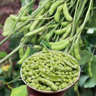 【精选】江苏鲜毛豆粒，大量供应，诚信经营欢迎来电