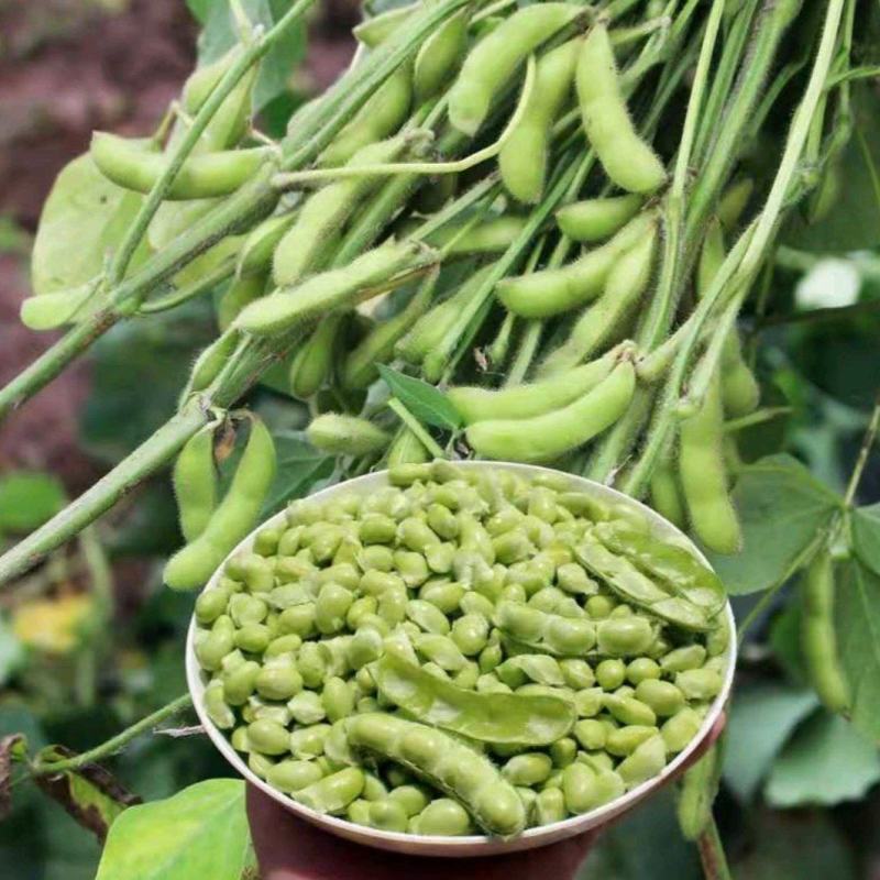 【精选】江苏鲜毛豆粒，大量供应，诚信经营欢迎来电