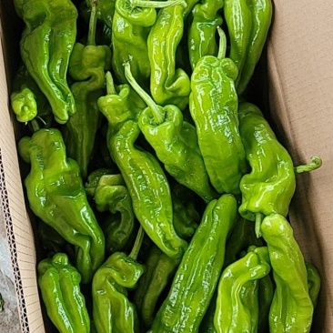 大棚芜湖椒