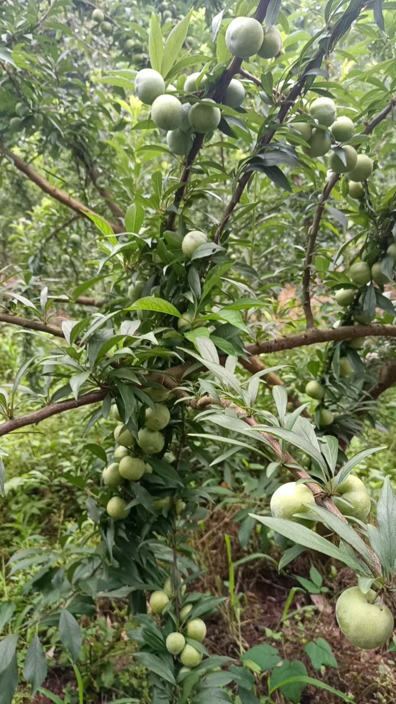 蜂糖李