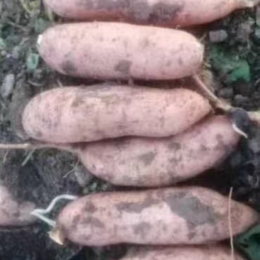 精品龙久