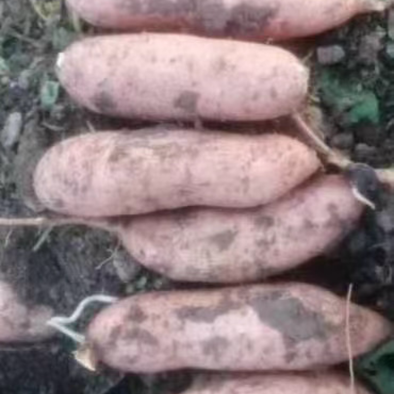 精品龙久