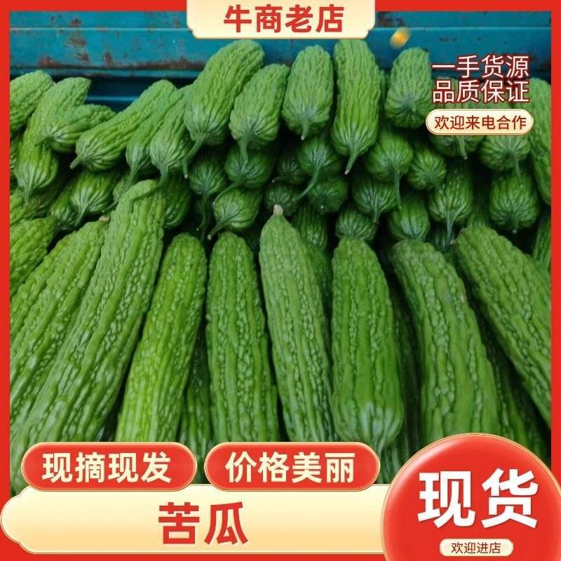 A级精品，苦瓜大量上市中，产地直供，欢迎新老顾客采购。