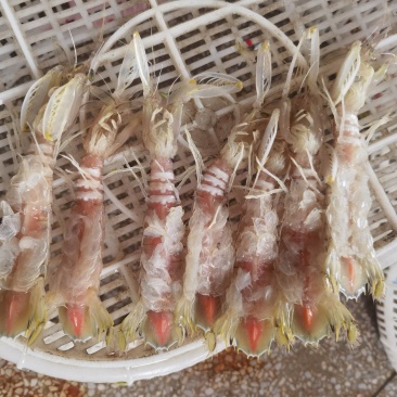大膏虾