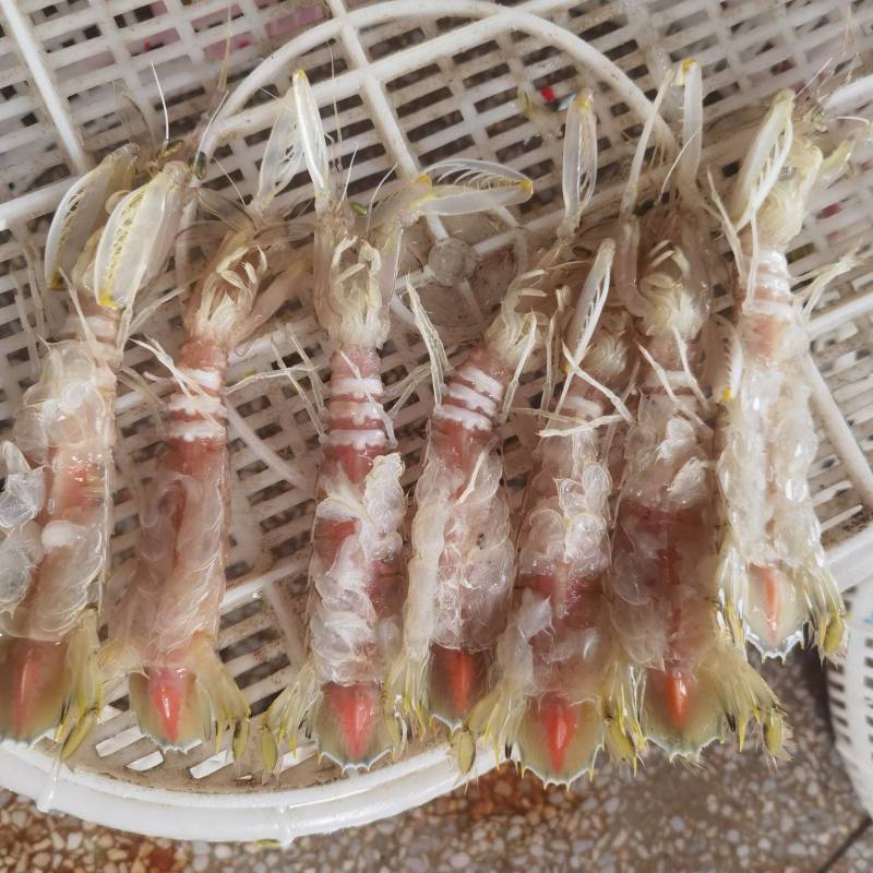大膏虾