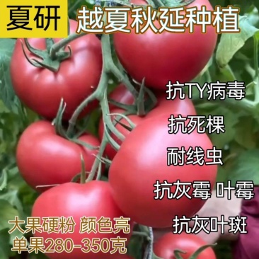 西红柿苗早熟大果高产颜色亮耐裂越夏秋延成活率高抗病毒
