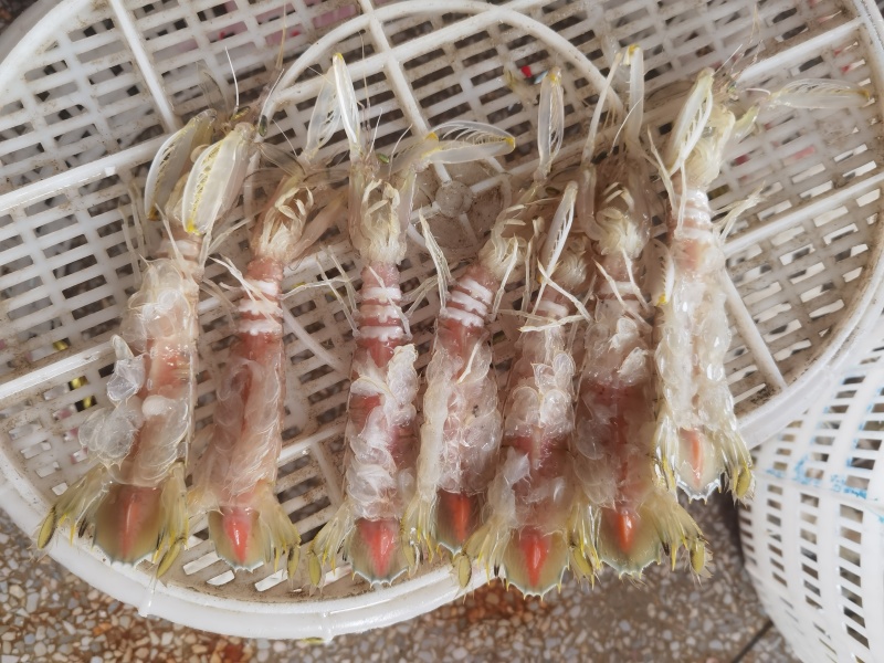大膏虾
