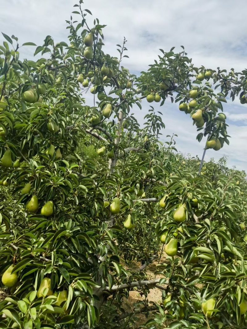 甘肃省天水香蕉梨批发零售