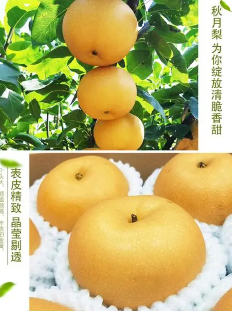 梨/青梨/秋月梨大量上市/招全国档口商超社团电商老板订购