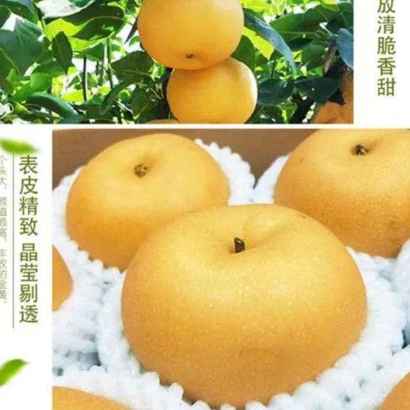 梨/青梨/秋月梨大量上市/招全国档口商超社团电商老板订购