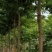 高杆柘树500棵