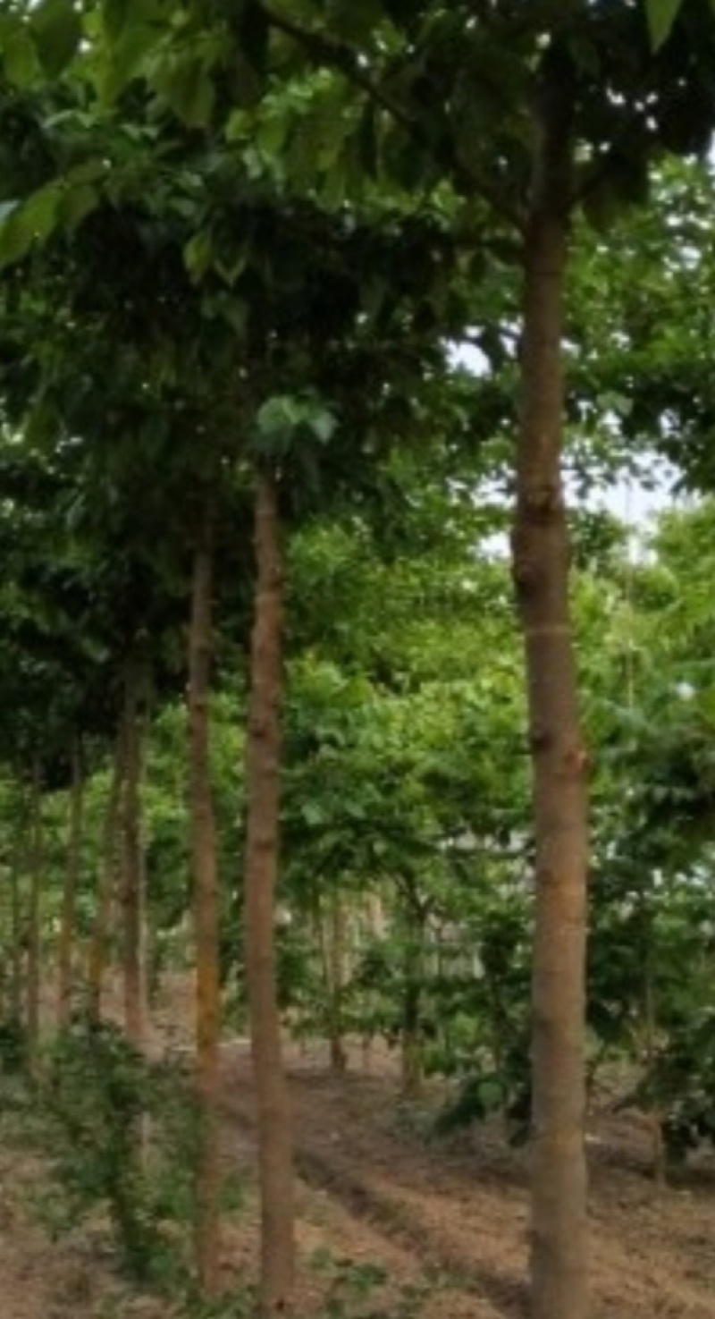 高杆柘树500棵