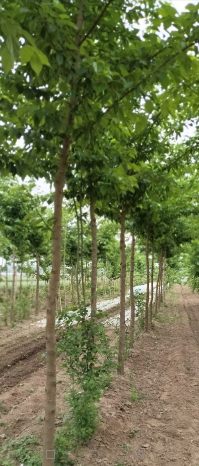 高杆柘树500棵