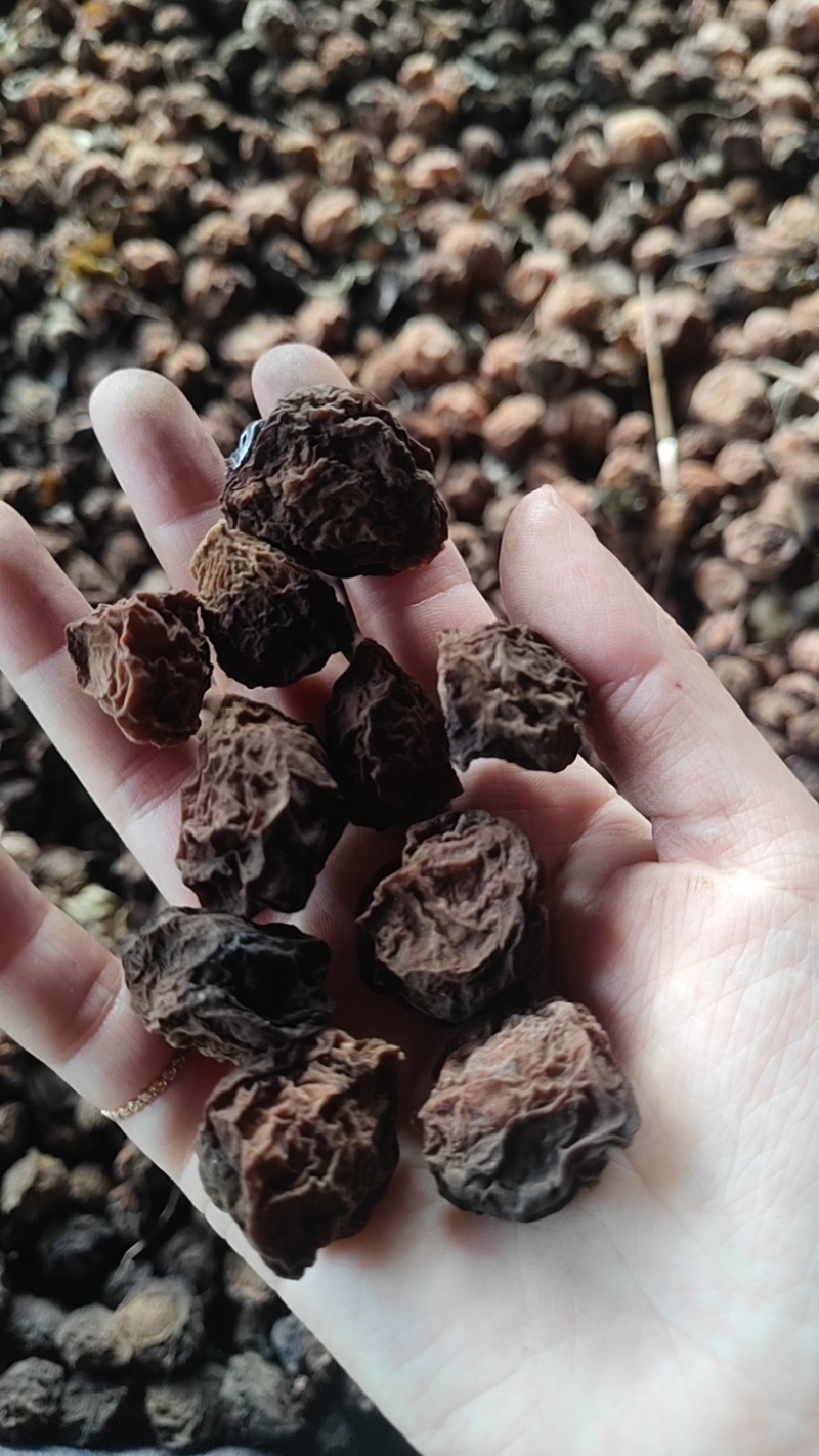 四川乌梅干大量有货质量保证量大从优欢迎咨询！