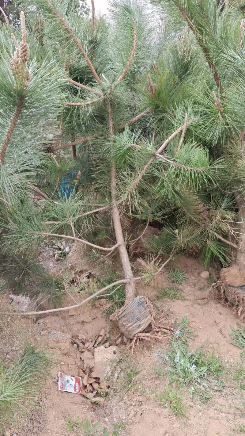 黑松苗油松苗基地直发规格齐全对接全国