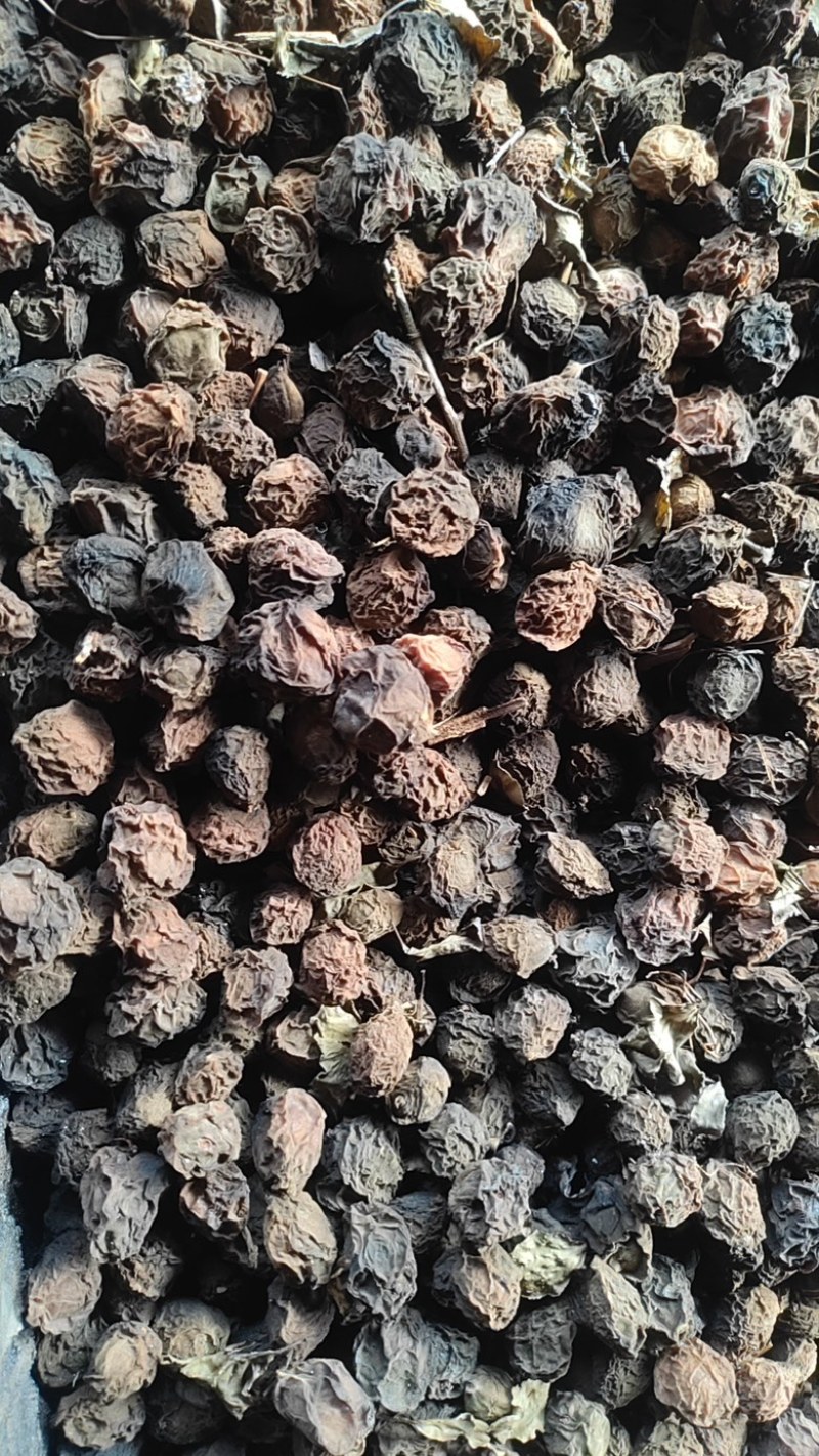 推荐四川乌梅干大量有货质量保证欢迎咨询！