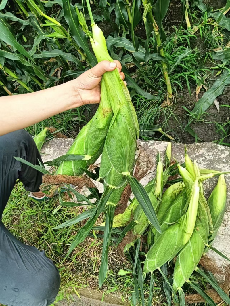 泰系水果玉米