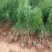 侧柏苗基地直发规格齐全对接全国采购商