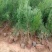 侧柏苗基地直发规格齐全对接全国采购商