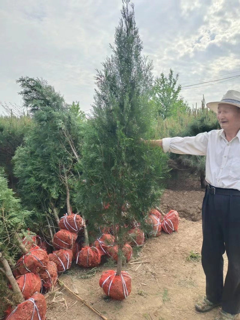 侧柏苗基地直发规格齐全对接全国采购商